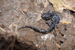Plethodon sequoyah