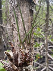 Dendrobium canaliculatum
