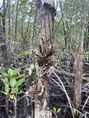 Dendrobium canaliculatum