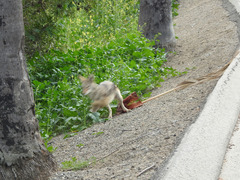 Canis latrans