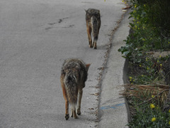 Canis latrans