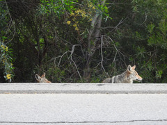 Canis latrans