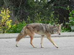 Canis latrans