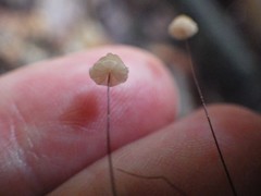 Marasmius crinis-equi