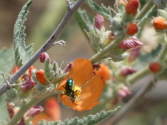 Hoplitis fulgida