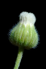 Erigeron bonariensis