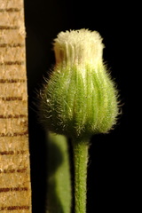 Erigeron bonariensis
