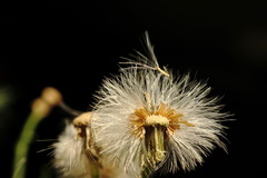 Erigeron bonariensis