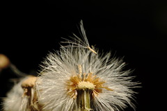 Erigeron bonariensis