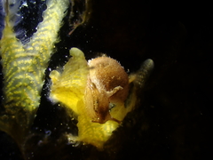 Bursatella hirsuta