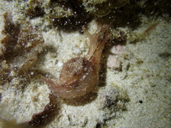 Bursatella hirsuta