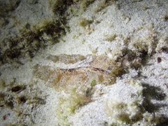 Phrikoceros
