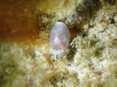 Atys semistriatus