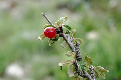 Prunus incana
