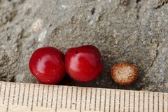 Prunus incana