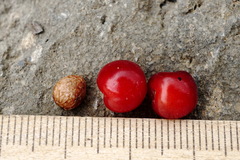 Prunus incana