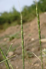 Aegilops tauschii