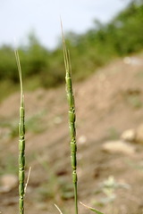 Aegilops tauschii
