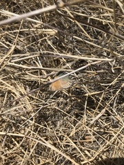 Callophrys mcfarlandi