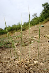 Aegilops tauschii