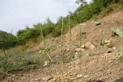 Aegilops tauschii