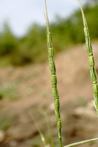 Tausch's goatgrass (Aegilops tauschii)