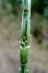 Aegilops tauschii
