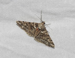 Lipogya leucoprosopa