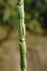 Aegilops tauschii