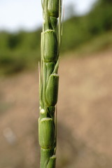 Aegilops tauschii
