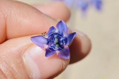 Triteleiopsis palmeri