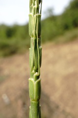 Aegilops tauschii