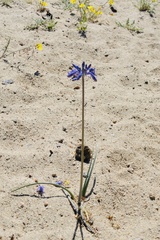 Triteleiopsis palmeri