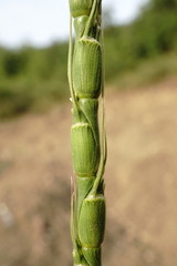 Aegilops tauschii