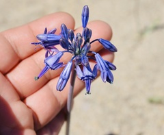 Triteleiopsis palmeri