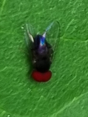 Platypezinae