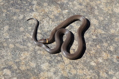 Diadophis punctatus stictogenys
