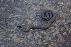 Diadophis punctatus stictogenys