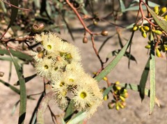 Eucalyptus odorata