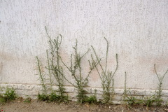 Erigeron bonariensis