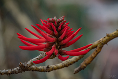 Erythrina americana