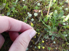 Cicendia quadrangularis