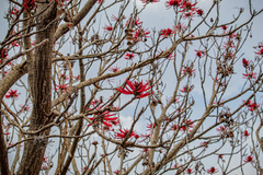 Erythrina americana
