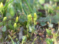 Cicendia quadrangularis