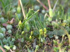 Cicendia quadrangularis