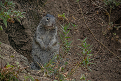 Otospermophilus variegatus