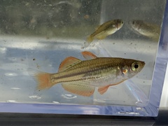 Macculloch's Rainbowfish photo 3