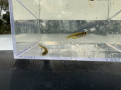 Pseudomugil gertrudae