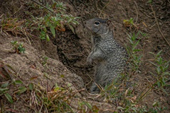 Otospermophilus variegatus