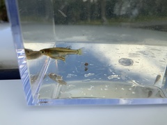 Pseudomugil gertrudae